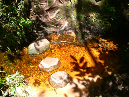 En el camino hacia el Salto Angel, dentro de la selva tropical, pequeños espejos de agua dorada se contemplan al pasar