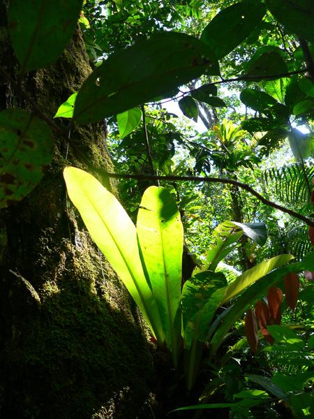 Por las inmediaciones del Salto Angel, nos adentramos en la tupida vegetación de l aSelva Tropical